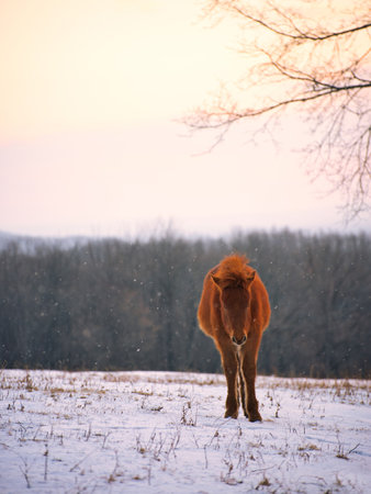 horse in winter forest hokkaidoの写真素材
