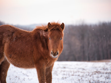 horse in winter forest hokkaidoの写真素材