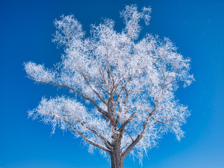 frost covered tree and blue skyの写真素材
