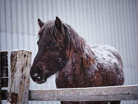 horse in winter pasture hokkaidoの写真素材
