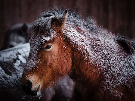 horse in winter pasture hokkaidoの写真素材