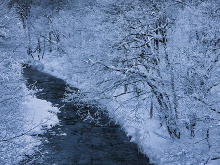 frost covered tree and cold fogの写真素材