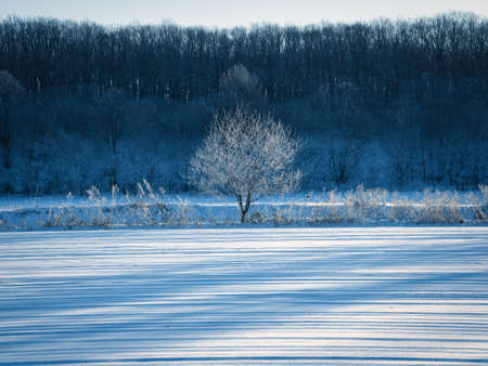 frost covered tree and snow fieldの写真素材