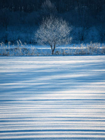 frost covered tree and snow fieldの写真素材