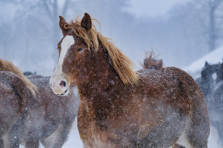 running horse in winter hokkaidoの写真素材