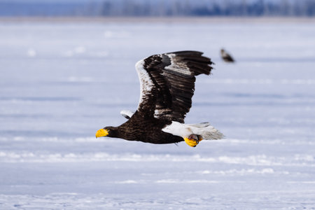 Steller's sea eagle in winter
