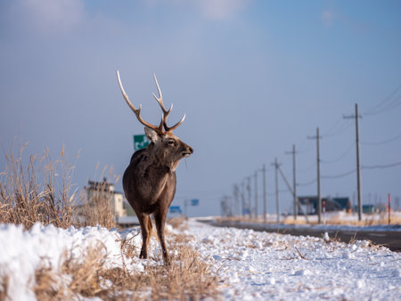 deer in winter hokkaido Japanの写真素材