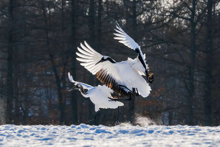 flying crane in winter hokkaido