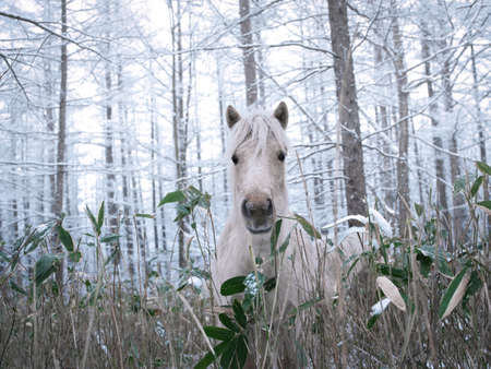 Forest Dosankoの写真素材