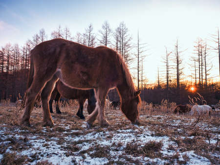 Dosankoの写真素材