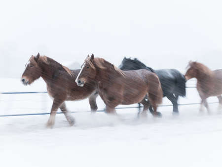 Horses