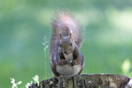 Stumps and Squirrels