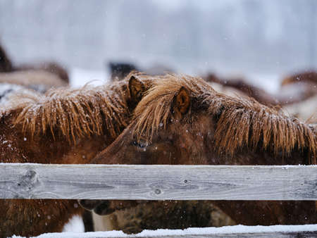 Winter Dosankoの写真素材