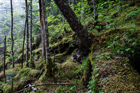 Mossy Forest