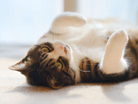 Cat in the window
