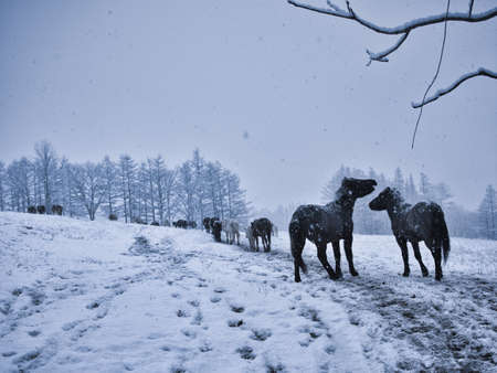 Winter Dosankoの写真素材