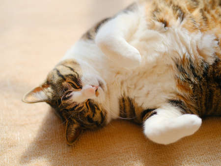 Cat sleeping on its backの写真素材