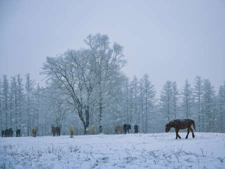 Winter Dosankoの写真素材