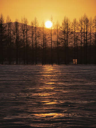 Sunset and wind forestの写真素材