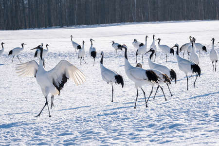 Craneの写真素材