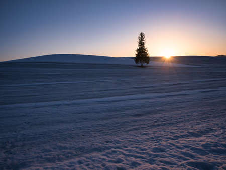 Christmas tree tree and sunsetの写真素材