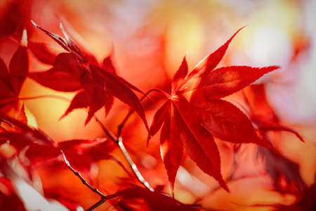Autumn leaves