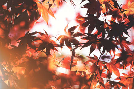 Autumn leaves