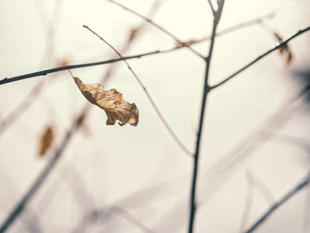 Dead leavesの写真素材