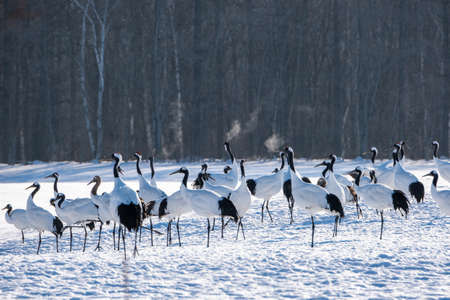 Craneの写真素材