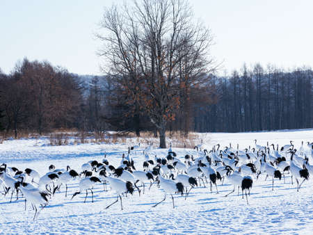 Craneの写真素材