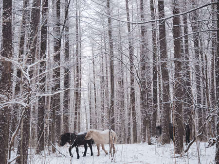 horse in winter forest hokkaidoの写真素材