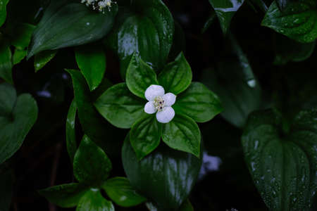 Cornus canadensis in spring mountain