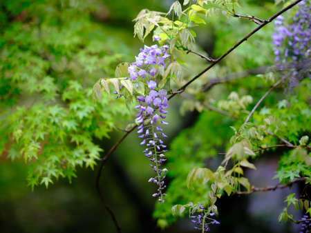 wisteria blooms in spring japan