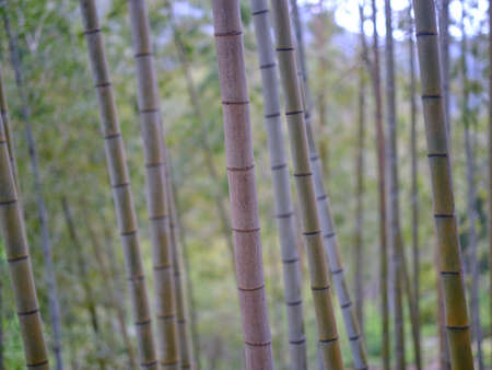 bamboo forest in summer japan