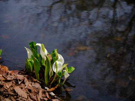 Lily of the valley in springの写真素材