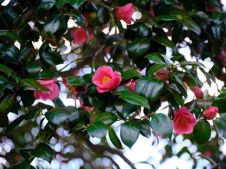 camellia flower in spring japanの写真素材