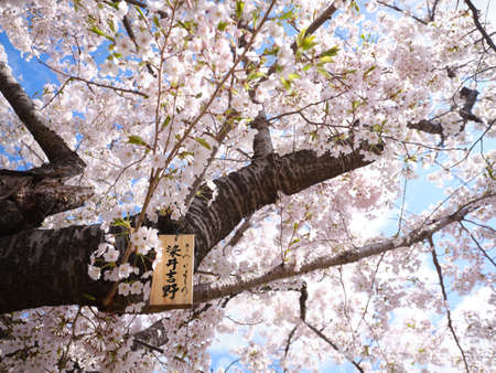 someiyoshino cherry blssoms in spring