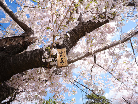someiyoshino cherry blssoms in springの写真素材