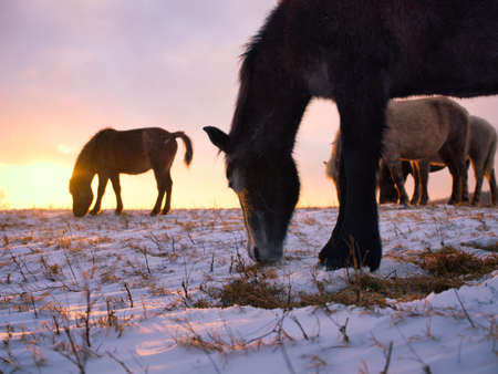 horse in early morning hokkaidoの写真素材