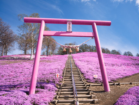 Moss phlox in spring hokkaidoの写真素材