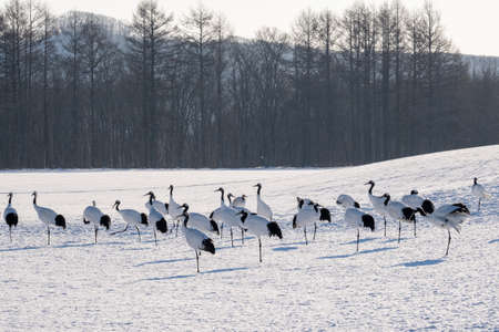 flock of cranes in winterの写真素材