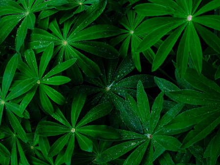 rain drop on green grass