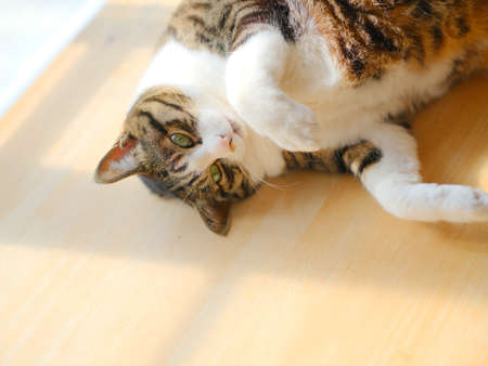 one cat in the roomの写真素材