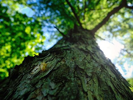 cicada shell on tree in summerの写真素材