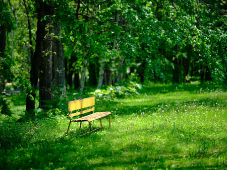 yellow bench in green parkの写真素材
