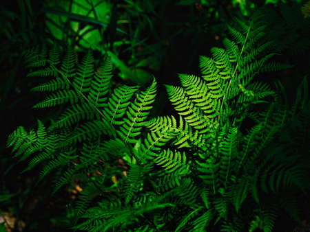 fern plant in summer forestの写真素材