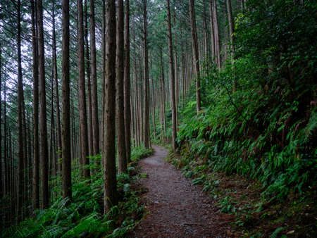 kumano kodo in wakayama japanの写真素材