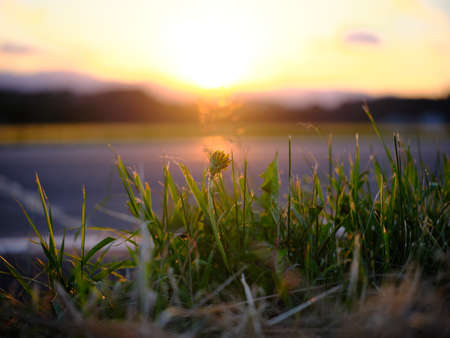 road side weed in eveningの写真素材