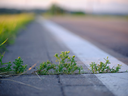 road side weed in eveningの写真素材