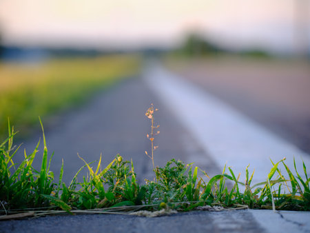 road side weed in eveningの写真素材
